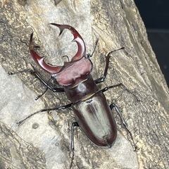 エラフスミヤマクワガタCBF1ペア