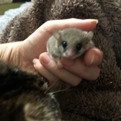 猫や小動物の保護に興味がある方