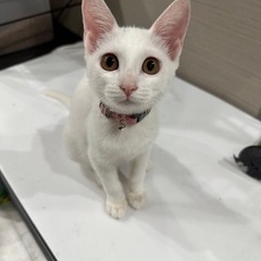 美人な白猫