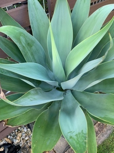 アガベ•アテナータ（値引きしました）