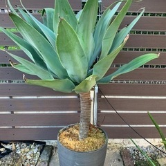 アガベ•アテナータ（値引きしました）