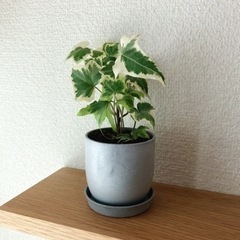 観葉植物　へデラヘリックス・グレーシャー⑦　19cm　おしゃれな...