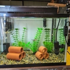 水槽とグッピー6匹