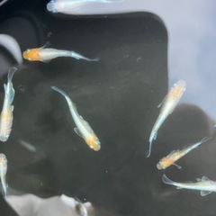 ダイアナ妃　西郷メダカさん直系　めだか　若魚　無線別
