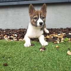 【パイ】野良犬の子犬里親募集!