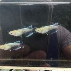 メダカ　エメキン×鱗光紅白　1ペア【船橋メダカファーム】の画像