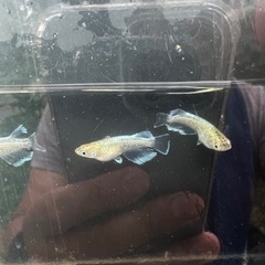 メダカ　エメキン×鱗光紅白　1ペア【船橋メダカファーム】の画像