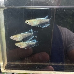 メダカ　エメキン×鱗光紅白　1ペア【船橋メダカファーム】の画像