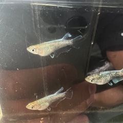 メダカ　エメキン×鱗光紅白　1ペア【船橋メダカファーム】の画像