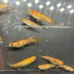 楊貴妃+ブチメダカ10匹　含め　ミナミヌマエビ5匹+レッドラムズ...