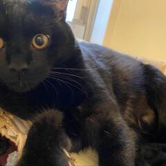 黒猫　ブクくん(5歳)