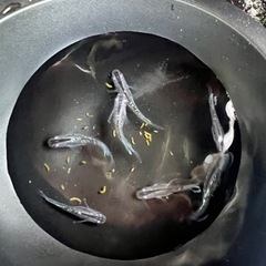 メダカ　エメキン×ブラックダイヤ2020 1ペア　船橋メダカファームの画像