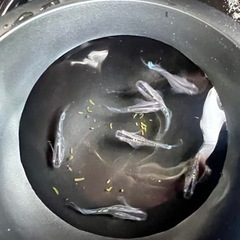 メダカ　エメキン×ブラックダイヤ2020 1ペア　船橋メダカファームの画像