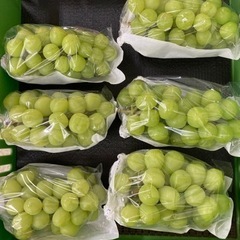 阿波市産シャインマスカットはかり売り！