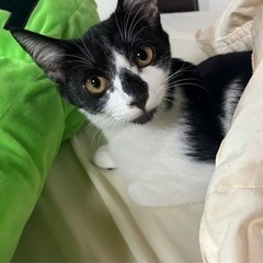 ハチワレ　5ヶ月　メス　避妊手術済みです！