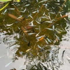 人気ミックス　メダカ　成魚　幼魚の画像