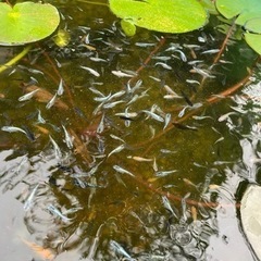 人気ミックス　メダカ　成魚　幼魚