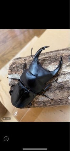 オオクワガタペア能勢YG血統♂79㍉♀49㍉