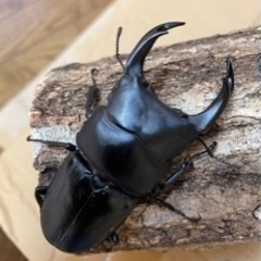 オオクワガタペア能勢YG血統♂79㍉♀49㍉
