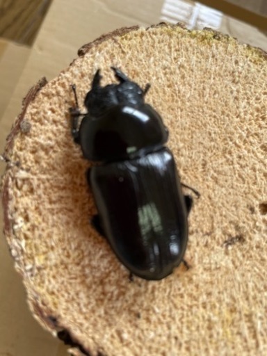 オオクワガタペア能勢YG血統♂79㍉♀49㍉