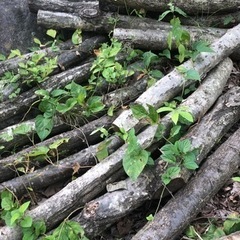 マキ材　ナラの画像