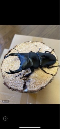 オオクワガタ能勢YG血統♂80㍉♀49㍉