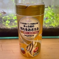 熱帯魚4匹の里親さん募集です🐠の画像