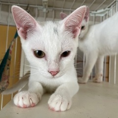 白猫1匹　８ヶ月里親募集中