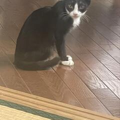 かわいい子猫の里親を探しています