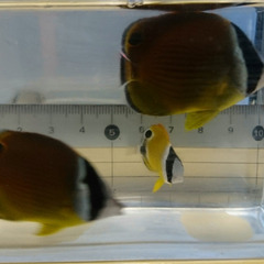 ナミチョウチョウウオ　幼魚　2023　②の画像