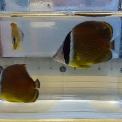 ナミチョウチョウウオ　幼魚　2023　②の画像