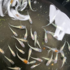 三色RT メダカ若魚6匹