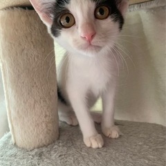 お目々くりくり、可愛い可愛い白黒姫。