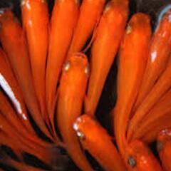 yama系紅帝　１０匹　２０００円　メダカ