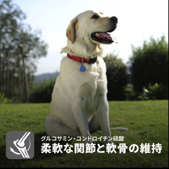 ■6.5kg■日本ヒルズコルゲート Hill’s-Colgate Japan Ltd 日本ヒルズ･コルゲート サイエンスダイエット Hill’s SCIENCE DIET サイエンス・ダイエット シニアアドバンスド 小粒 高齢犬用 ■新品■未開封■未使用■特価■現品限り■ チキン ドッグフード ペットフード 総合栄養食 犬用 犬 ワンちゃん 食事の画像