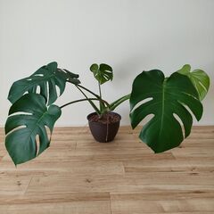 観葉植物モンステラ