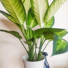 観葉植物⑪ 