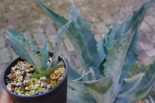 【ご購入者様へお渡し済み】【レア/アガベ】プロトアメリカーナ”ファンキートゥース”(Agave americana var.protamericana ”Funky Toes”) カキ仔-①