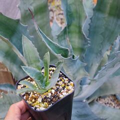 【レア/アガベ】プロトアメリカーナ”ファンキートゥース”(Agave americana var.protamericana ”Funky Toes”) カキ仔-②の画像