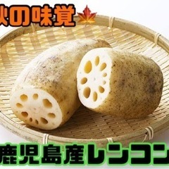 鹿児島産レンコン
