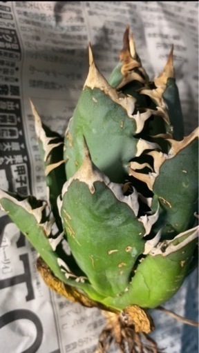 チタノタ　レッドキャット　サンクラウン