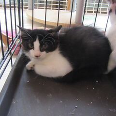 保護猫の里親さんになってください！生後2ヵ月　ハチワレの男の子④