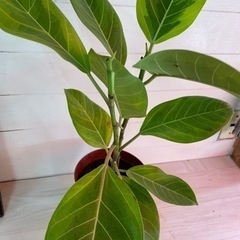 フィカス アルテシーマの画像