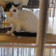 保護猫の里親さんになってください！生後2ヵ月　前髪付の男の子⑥