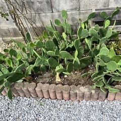 ウチワサボテン
