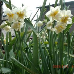 【廃棄】スイセン　エルリッチャーの球根です。の画像