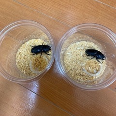 テイオウヒラタクワガタ　メス2匹　ヒラタクワガタ　クワガタ