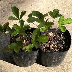 (決まりました)ワイルドストロベリー苗2ポット②【9月6日版】 ...