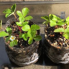 (決まりました)ワイルドストロベリーペットボトル植え2鉢【9月6...