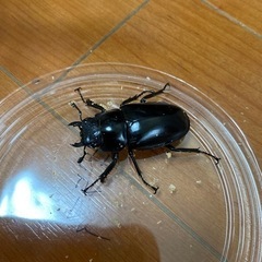 ギラファノコギリクワガタ　メス2匹　ノコギリクワガタ　クワガタの画像